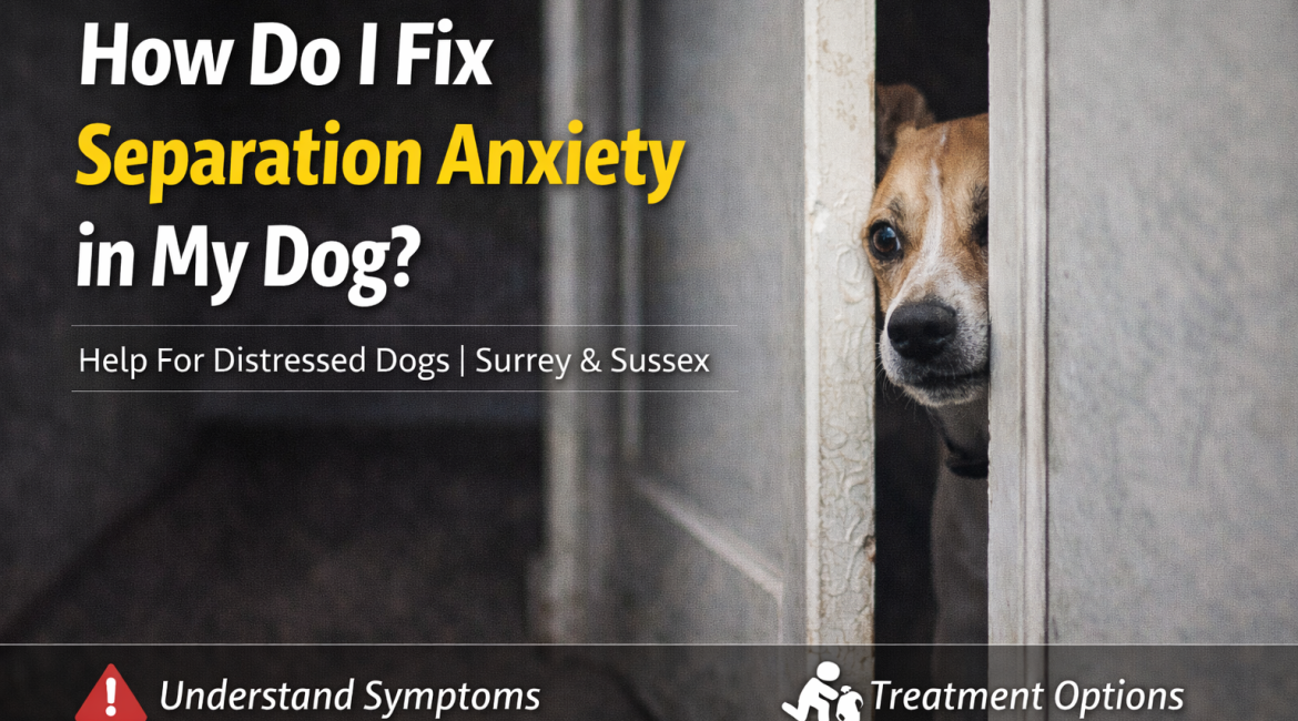 How Do I Fix Separation Anxiety in My Dog
