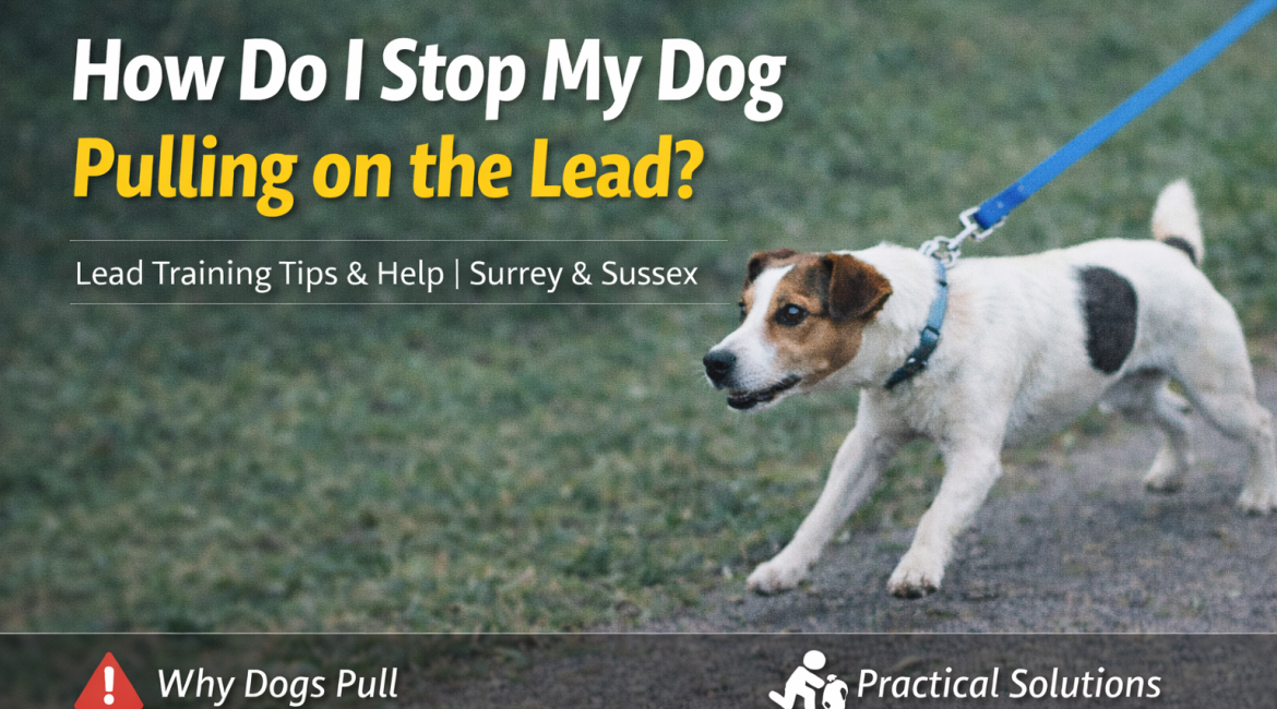 How Do I Stop My Dog Pulling on the Lead