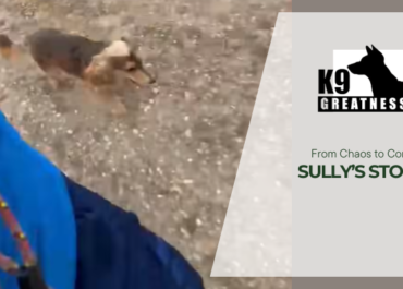 From Chaos to Control: Sully’s Story