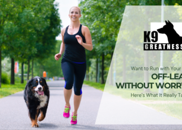 Want to Run with Your Dog Off-Lead Without Worry? Here’s What It Really Takes