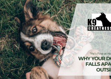 “He’s Fine at Home” — Why Your Dog Falls Apart Outside