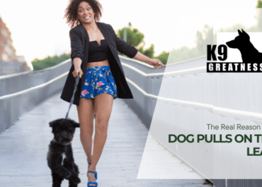 The Real Reason Your Dog Pulls on the Lead