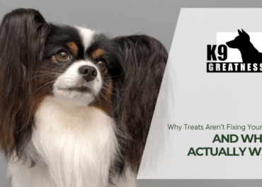 Why Treats Aren’t Fixing Your Dog (And What Actually Will)
