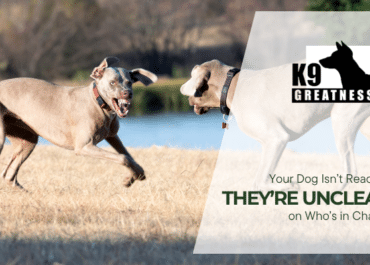 Your Dog Isn’t Reactive — They’re Unclear on Who’s in Charge