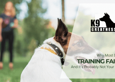 Why Most Dog Training Fails (And It’s Probably Not Your Dog)