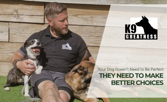 Your Dog Doesn't Need to Be Perfect — They Need to Make Better Choices